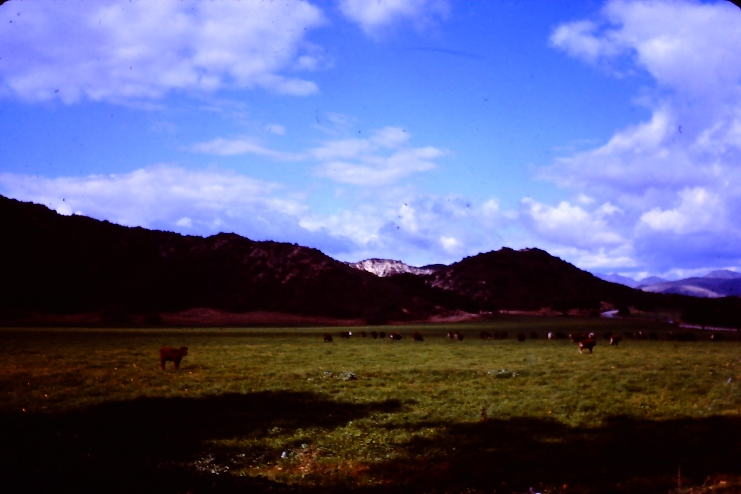 1968-11_s02_OrtegaHwy_cattle_mountains